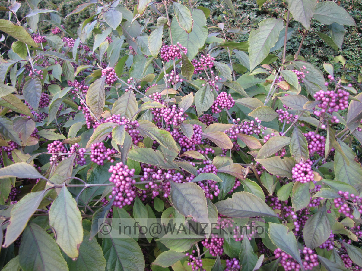 Callicarpa Profusion beginnende Beerenfaerbung-nah.JPG